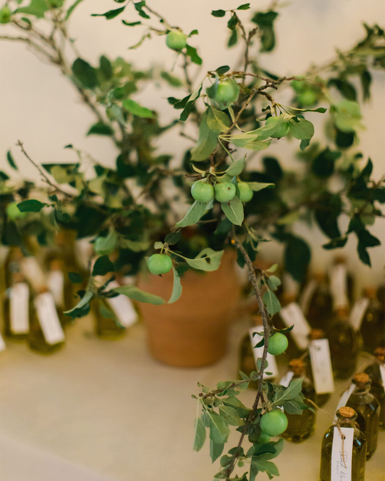 Wedding_olivetree.jpg